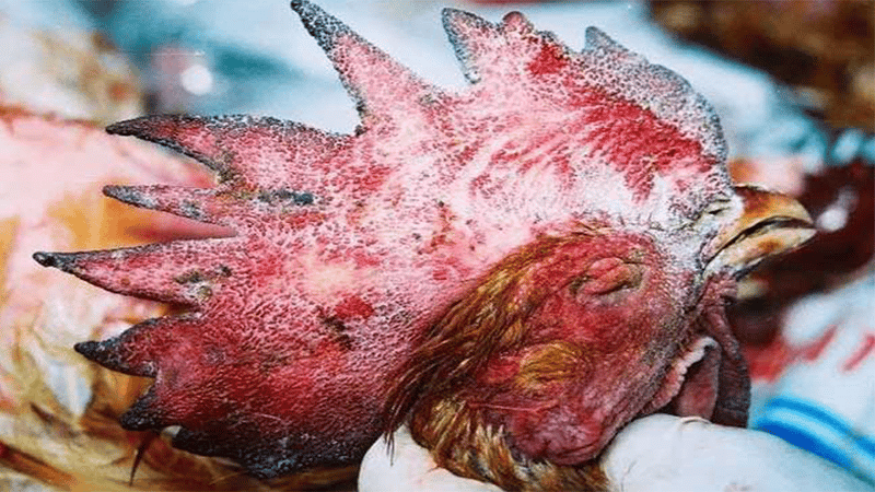 Tụ huyết trùng gà là một căn bệnh khá nguy hiểm ở gà chọi