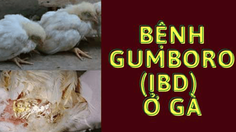 Khả năng miễn dịch của gà chọi sẽ suy giảm khi mắc bệnh Gumboro