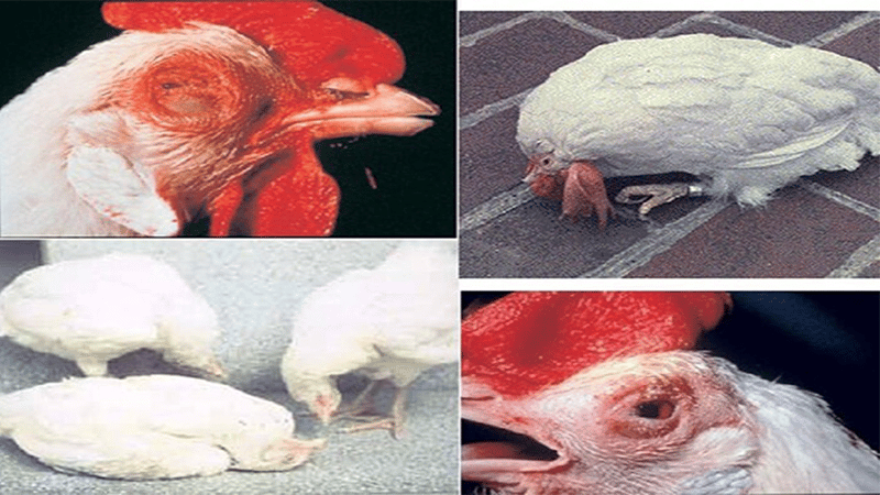 Bệnh dịch tả là bệnh nguy hiểm trong các bệnh thường gặp ở gà chọi